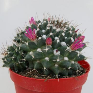 Mammillaria compressa